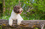 lying Lagotto Romagnolo