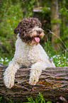 lying Lagotto Romagnolo