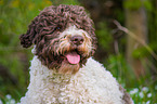 Lagotto Romagnolo Portrait