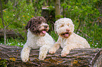 Lagotto Romagnolo
