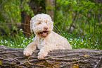 lying Lagotto Romagnolo