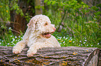 lying Lagotto Romagnolo