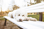 lying Lagotto Romagnolo