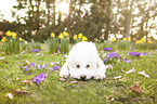 lying Lagotto Romagnolo