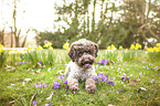 lying Lagotto Romagnolo