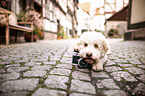 lying Lagotto Romagnolo