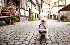 sitting Lagotto Romagnolo