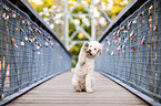 sitting Lagotto Romagnolo