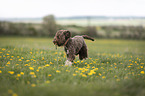 running Lagotto Romagnolo