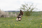 running Lagotto Romagnolo