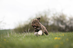 running Lagotto Romagnolo