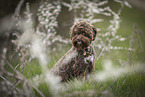 sitting Lagotto Romagnolo