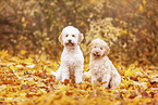 2 Lagotto Romagnolo