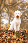 female Lagotto Romagnolo