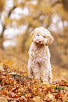 young Lagotto Romagnolo