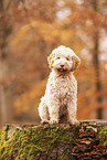 young Lagotto Romagnolo