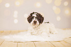 Lagotto Romagnolo Puppy