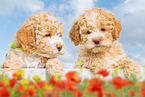 Lagotto Romagnolo Puppies