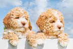 Lagotto Romagnolo Puppies