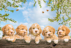 Lagotto Romagnolo Puppies