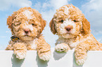 Lagotto Romagnolo Puppies