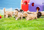 Lagotto Romagnolo Puppies