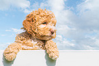 Lagotto Romagnolo Puppy