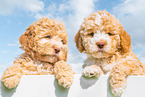 Lagotto Romagnolo Puppies