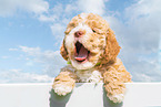 Lagotto Romagnolo Puppy