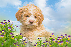 Lagotto Romagnolo Puppy