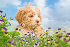 Lagotto Romagnolo Puppy