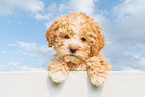 Lagotto Romagnolo Puppy