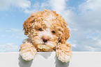 Lagotto Romagnolo Puppy