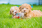 Lagotto Romagnolo Puppies