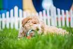 Lagotto Romagnolo Puppy