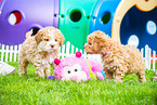 Lagotto Romagnolo Puppies