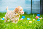 Lagotto Romagnolo Puppy