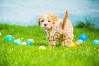 Lagotto Romagnolo Puppy