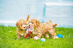 Lagotto Romagnolo Puppies