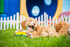 Lagotto Romagnolo Puppy