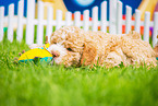 Lagotto Romagnolo Puppy