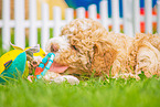 Lagotto Romagnolo Puppy