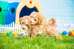 Lagotto Romagnolo Puppies