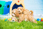 Lagotto Romagnolo Puppies