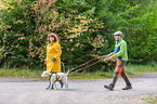 Lagotto Romagnolo at pull sport