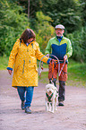 Lagotto Romagnolo at pull sport