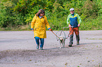 Lagotto Romagnolo at pull sport