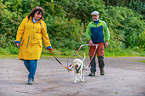 Lagotto Romagnolo at pull sport