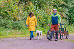 Lagotto Romagnolo at pull sport