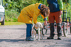 Lagotto Romagnolo at pull sport